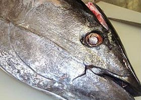 マグロ解体ショー〜大迫力です!